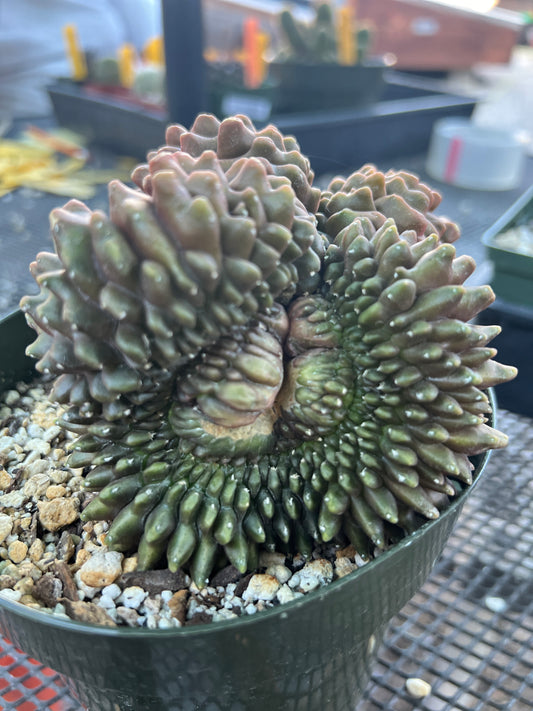 Gymnocalycium inermis crest very large in 6 inch pot