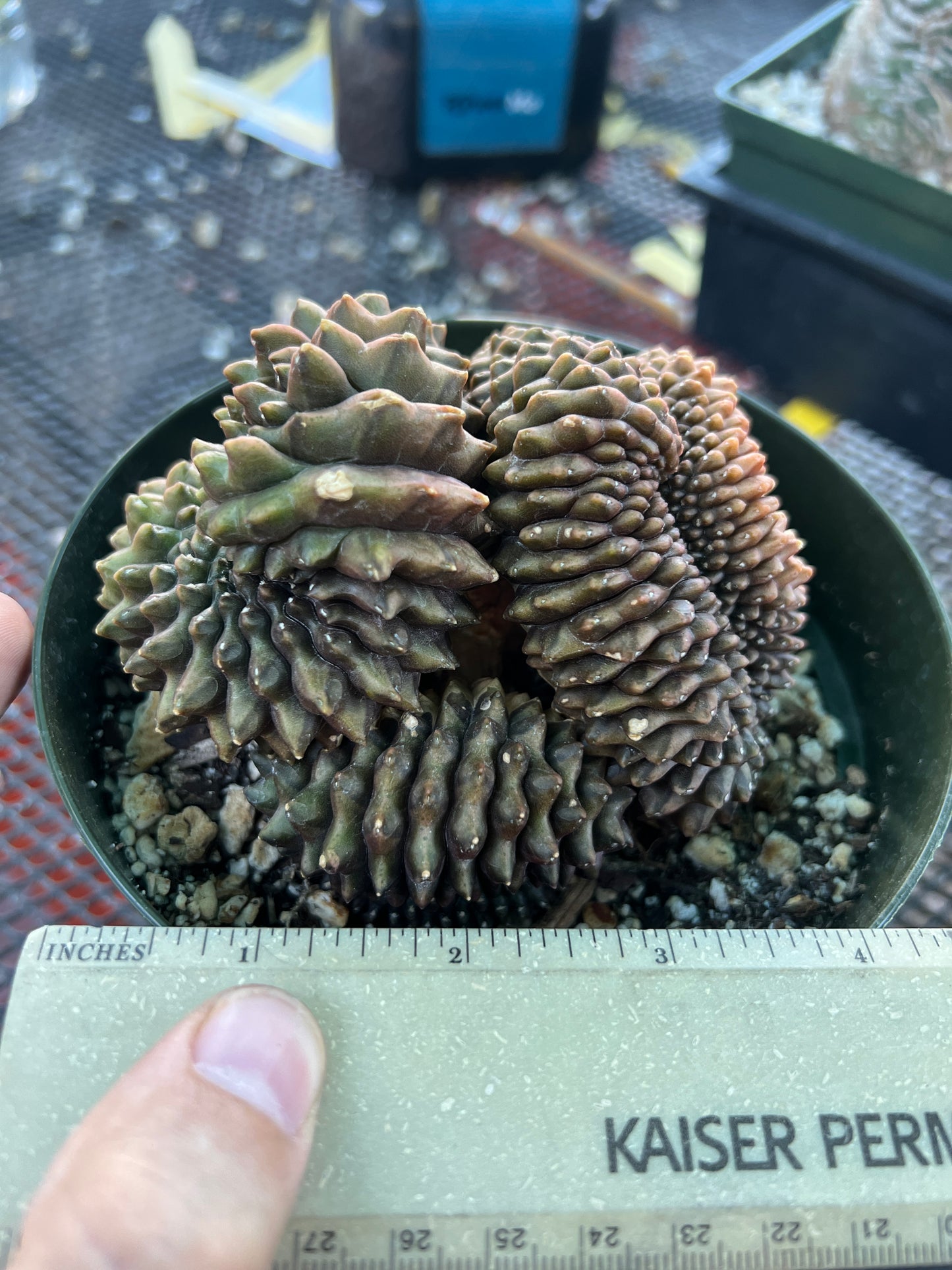 Gymnocalycium inermis crest very nice in 6 inch pot