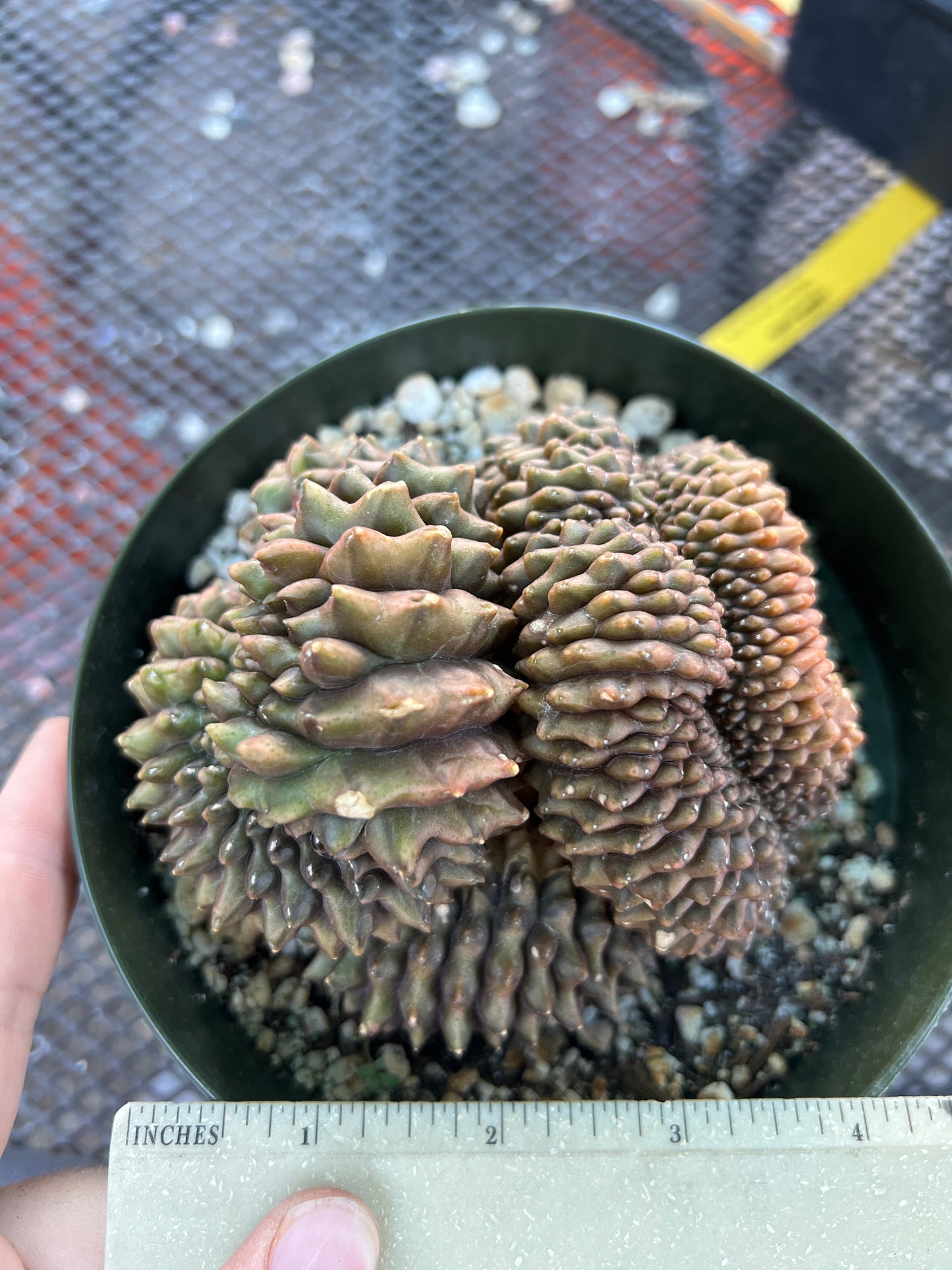 Gymnocalycium inermis crest very nice in 6 inch pot