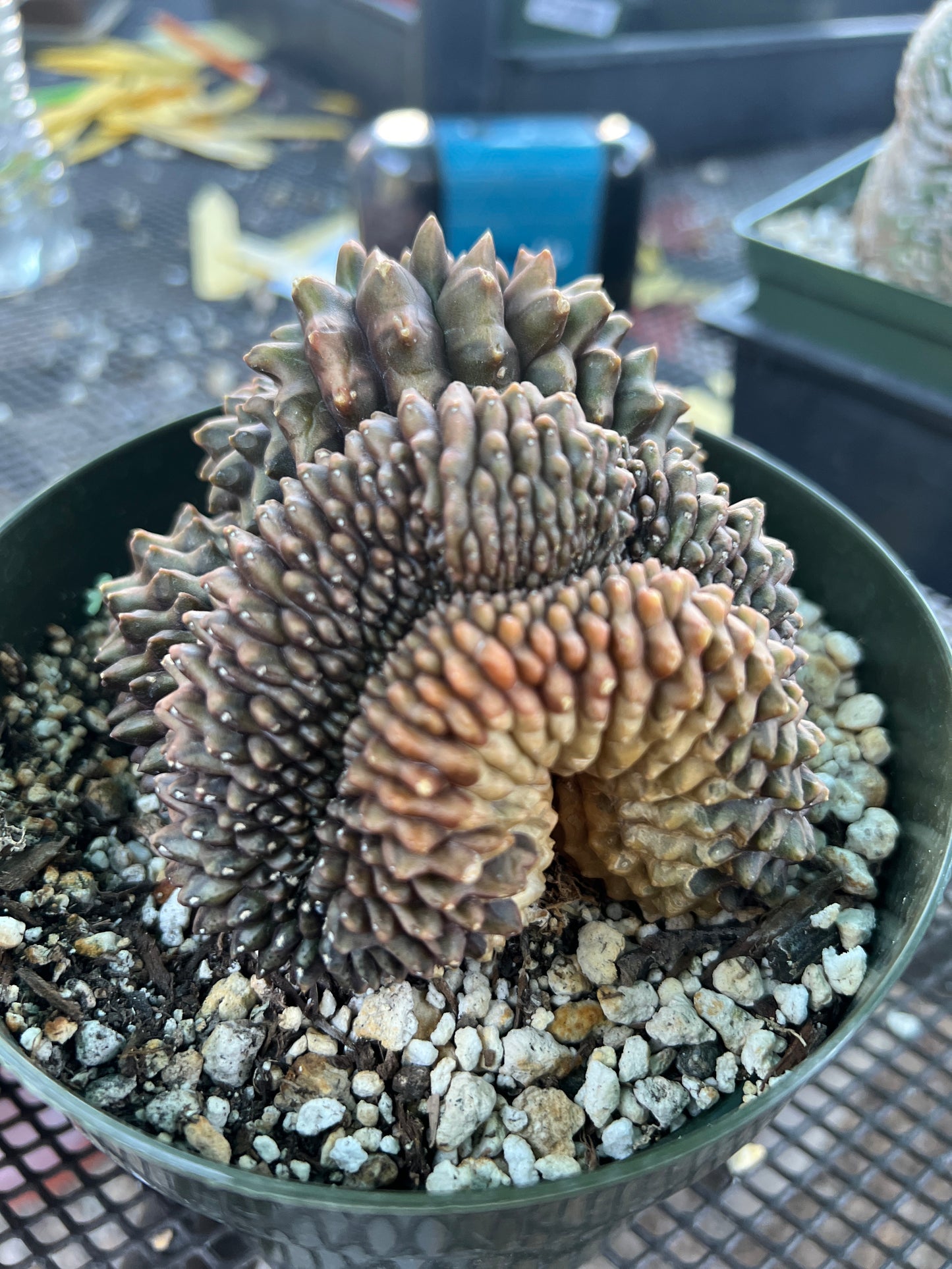 Gymnocalycium inermis crest very nice in 6 inch pot