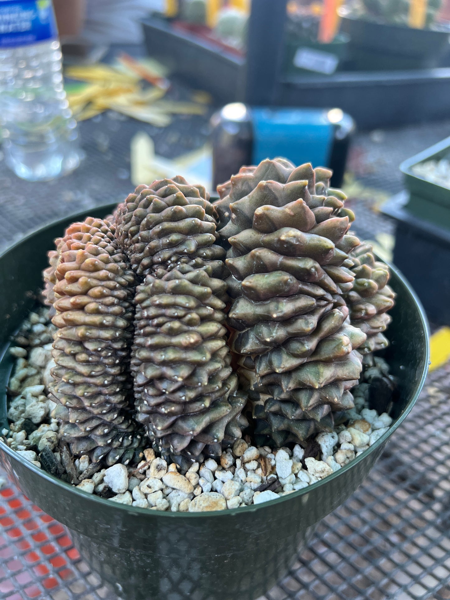 Gymnocalycium inermis crest very nice in 6 inch pot