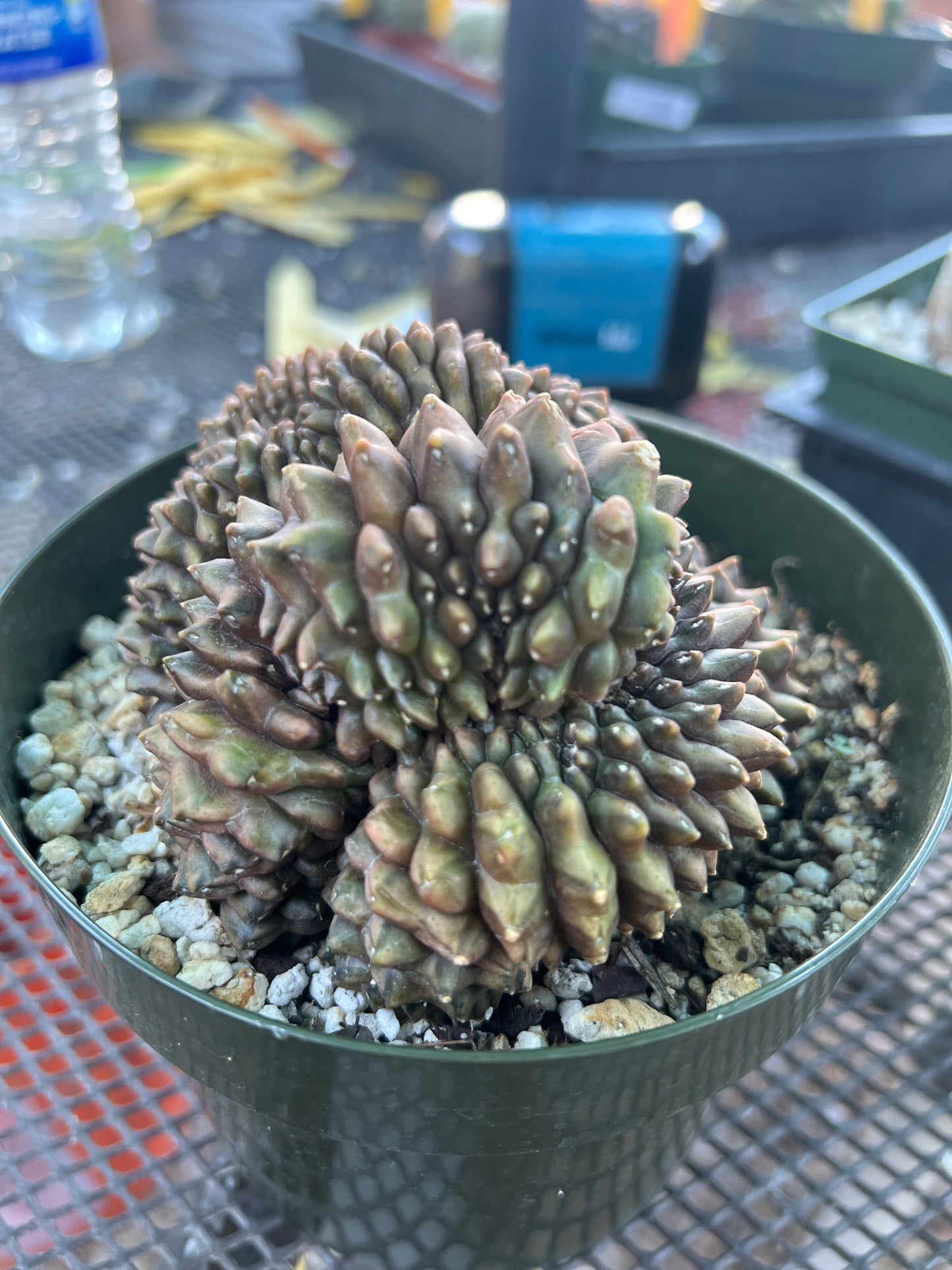 Gymnocalycium inermis crest very nice in 6 inch pot