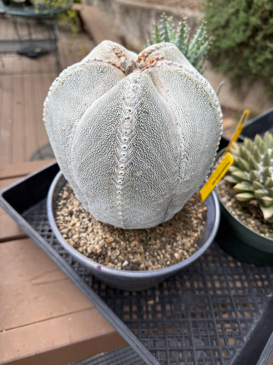 Astrophytum onzuka specimen