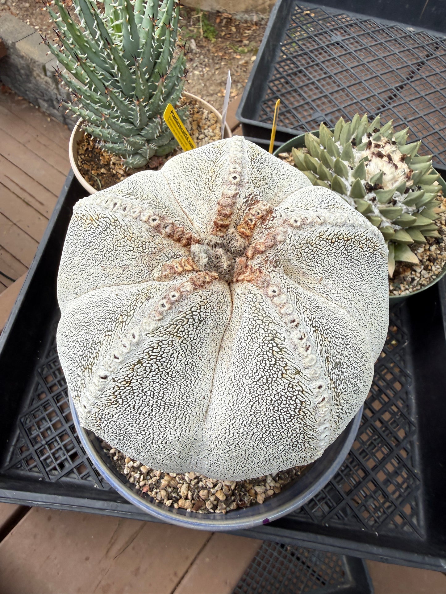 Astrophytum onzuka specimen