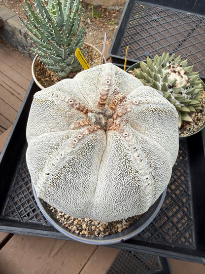 Astrophytum onzuka specimen
