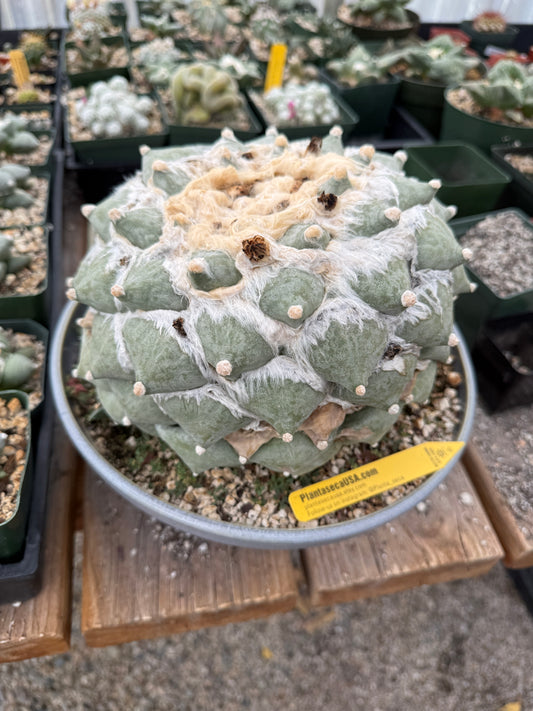 Ariocarpus retusus furfuraceous specimen