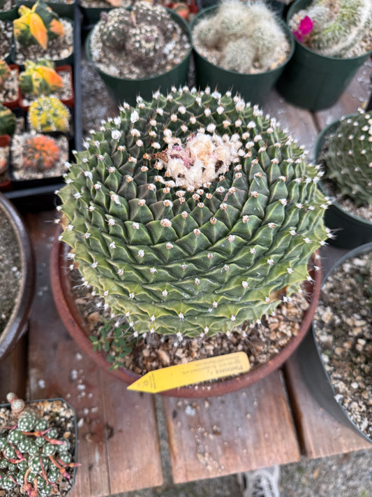 Obregonia denegrii specimen large
