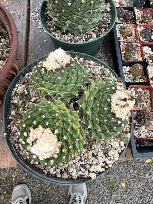 Obregonia denegrii 3 heads