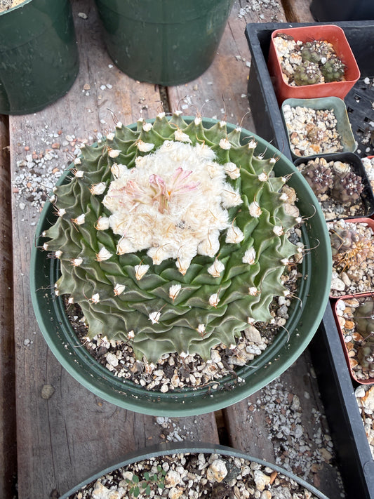Obregonia denegrii large
