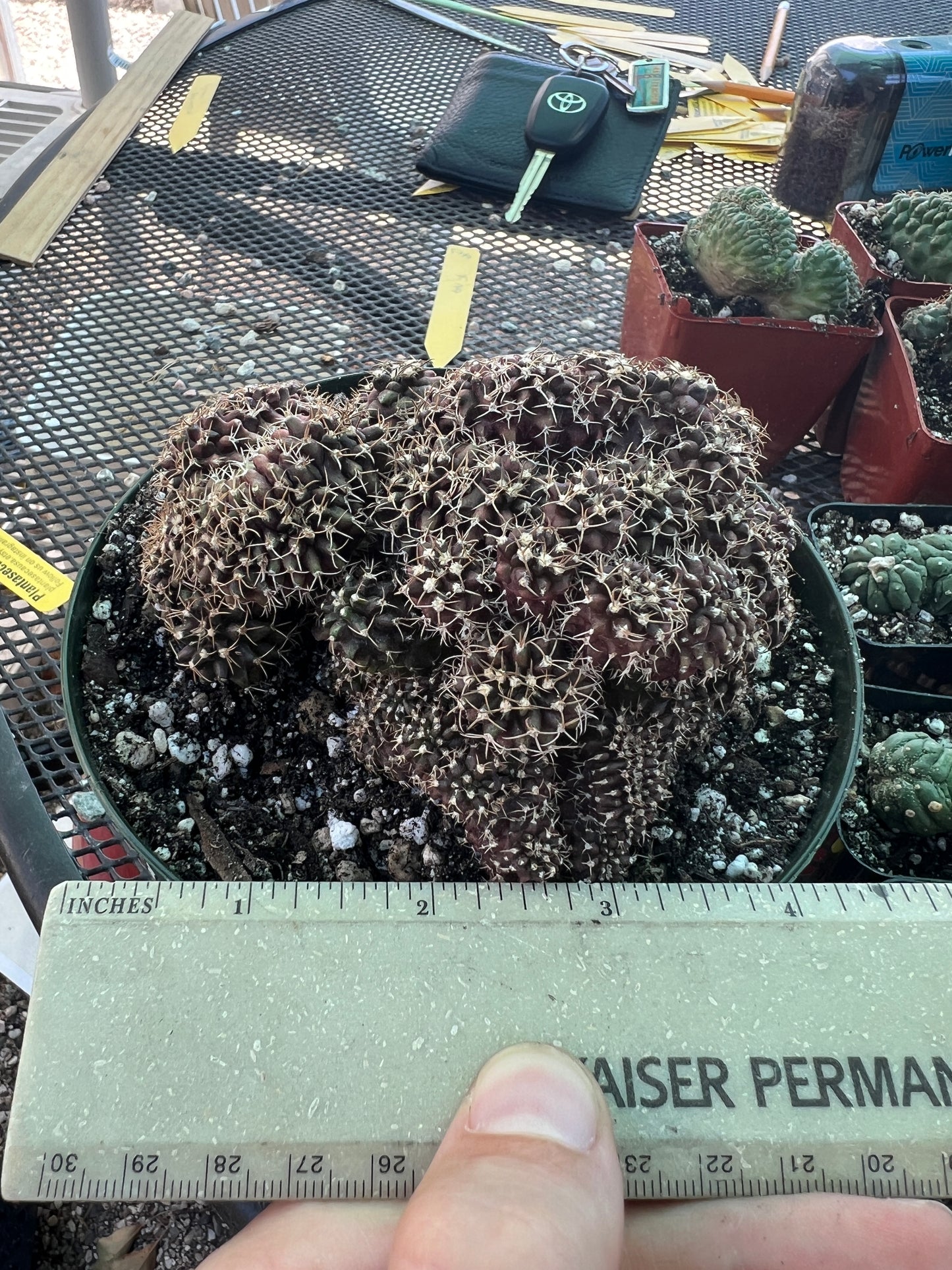 Gymnocalycium friedrichii monstrose with crests in 6 inch pot nice plant