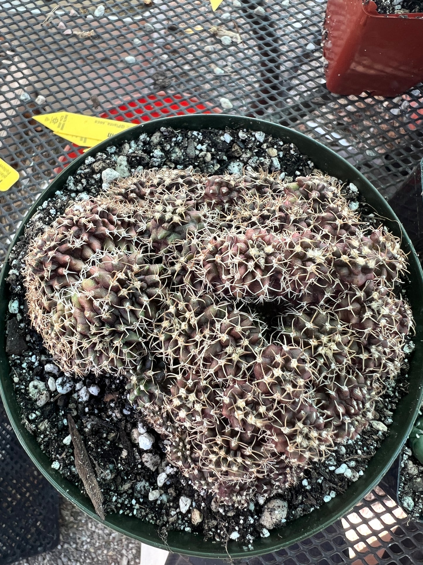 Gymnocalycium friedrichii monstrose with crests in 6 inch pot nice plant