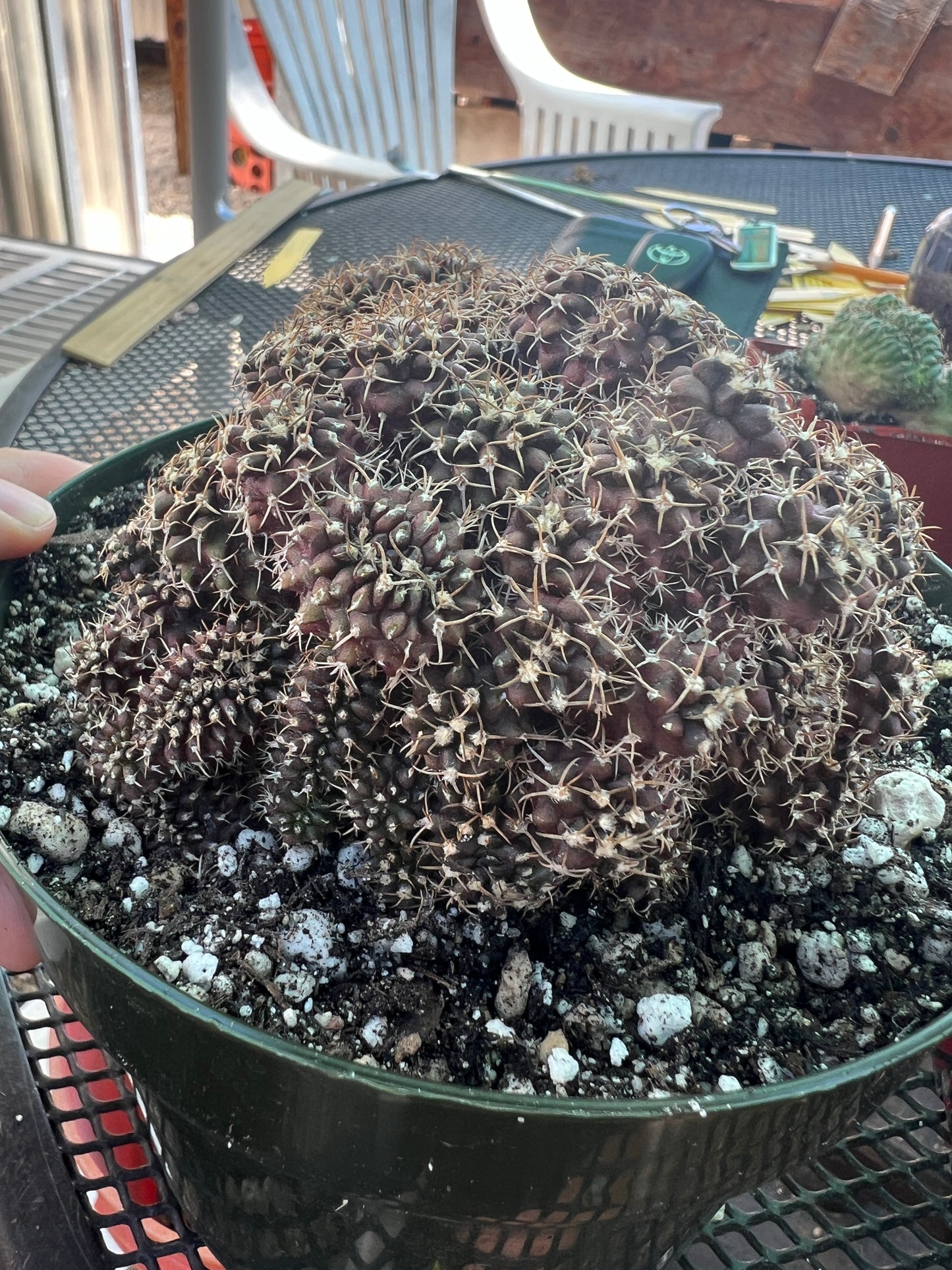 Gymnocalycium friedrichii monstrose with crests in 6 inch pot nice plant