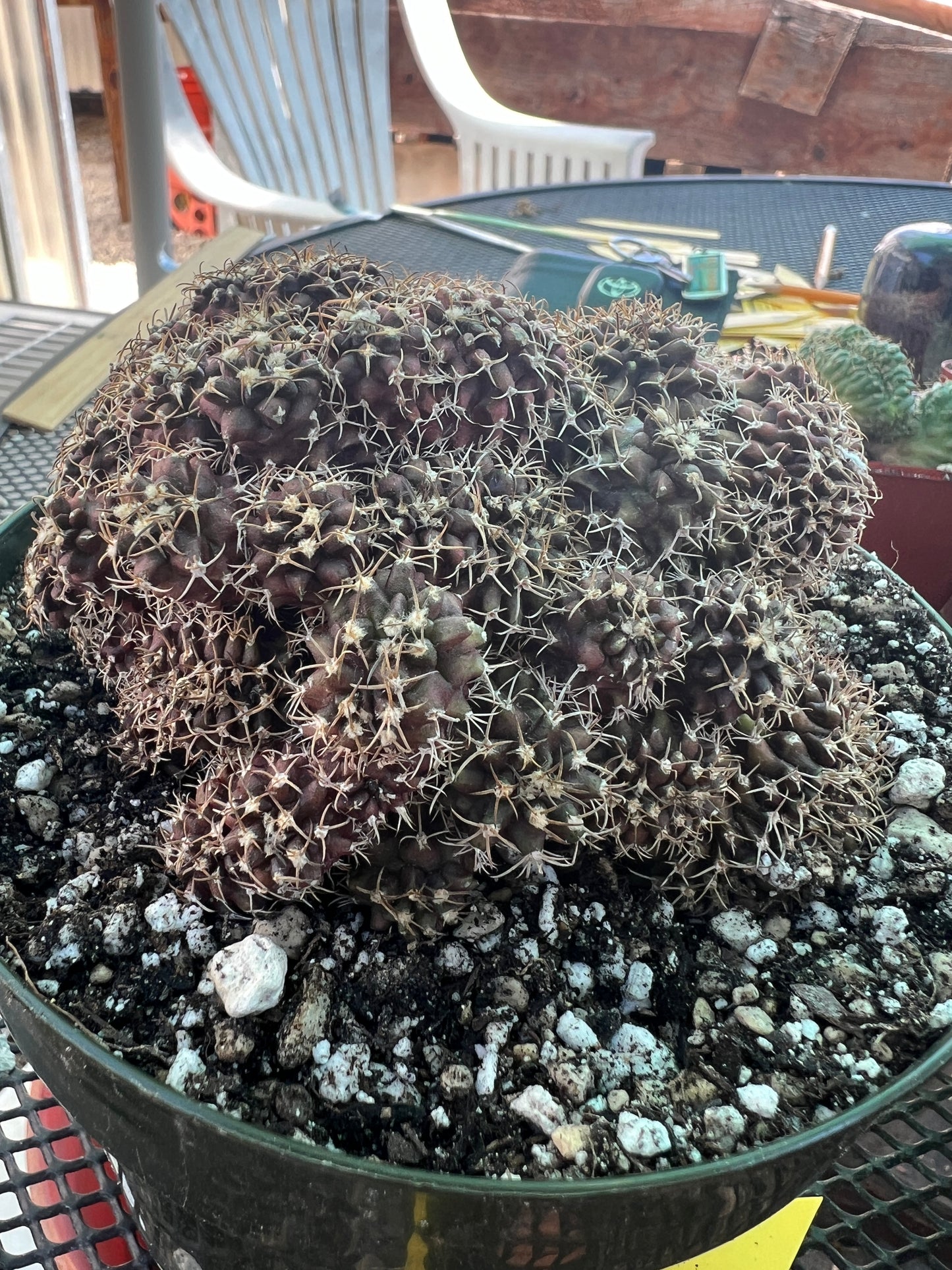 Gymnocalycium friedrichii monstrose with crests in 6 inch pot nice plant