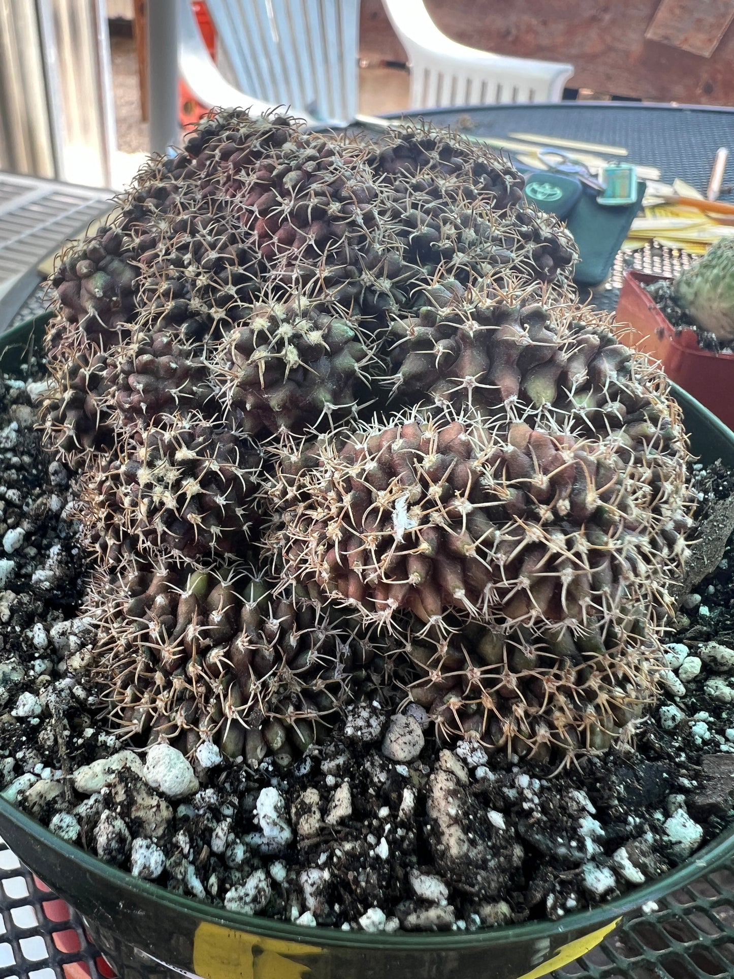 Gymnocalycium friedrichii monstrose with crests in 6 inch pot nice plant