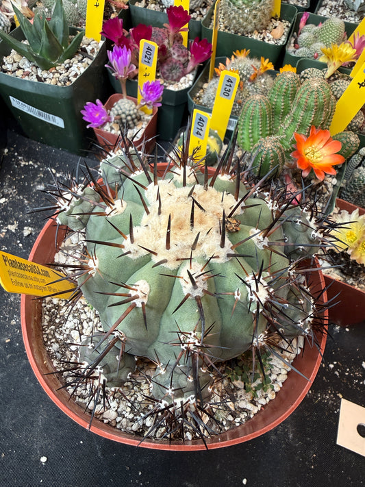 Copiapoa cinerea specimen
