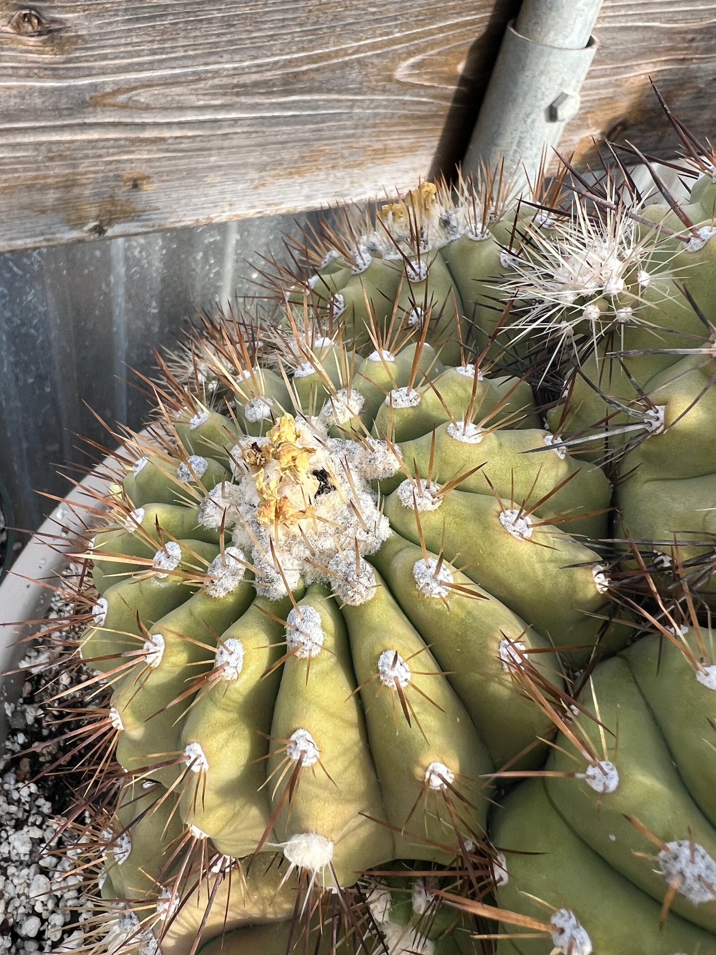 Copiapoa cinerea fresh seeds pack of 50 cheapest ever! 8/9