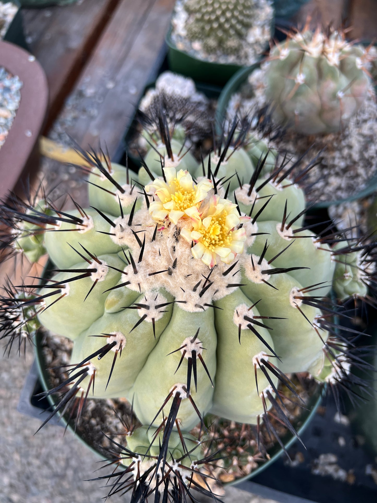 Copiapoa cinerea fresh seeds pack of 50 cheapest ever! 8/9