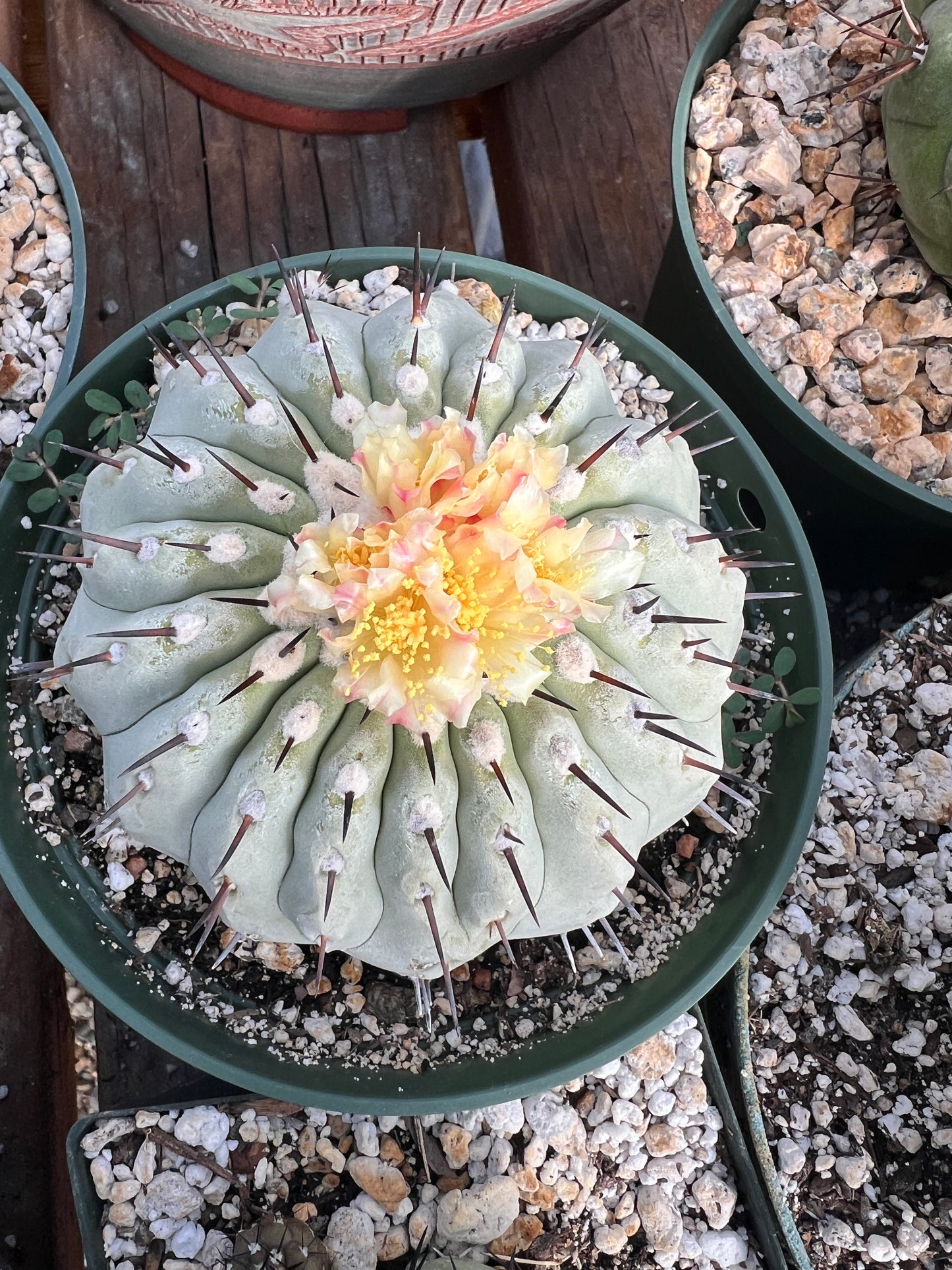 Copiapoa cinerea fresh seeds pack of 50 cheapest ever! 8/9