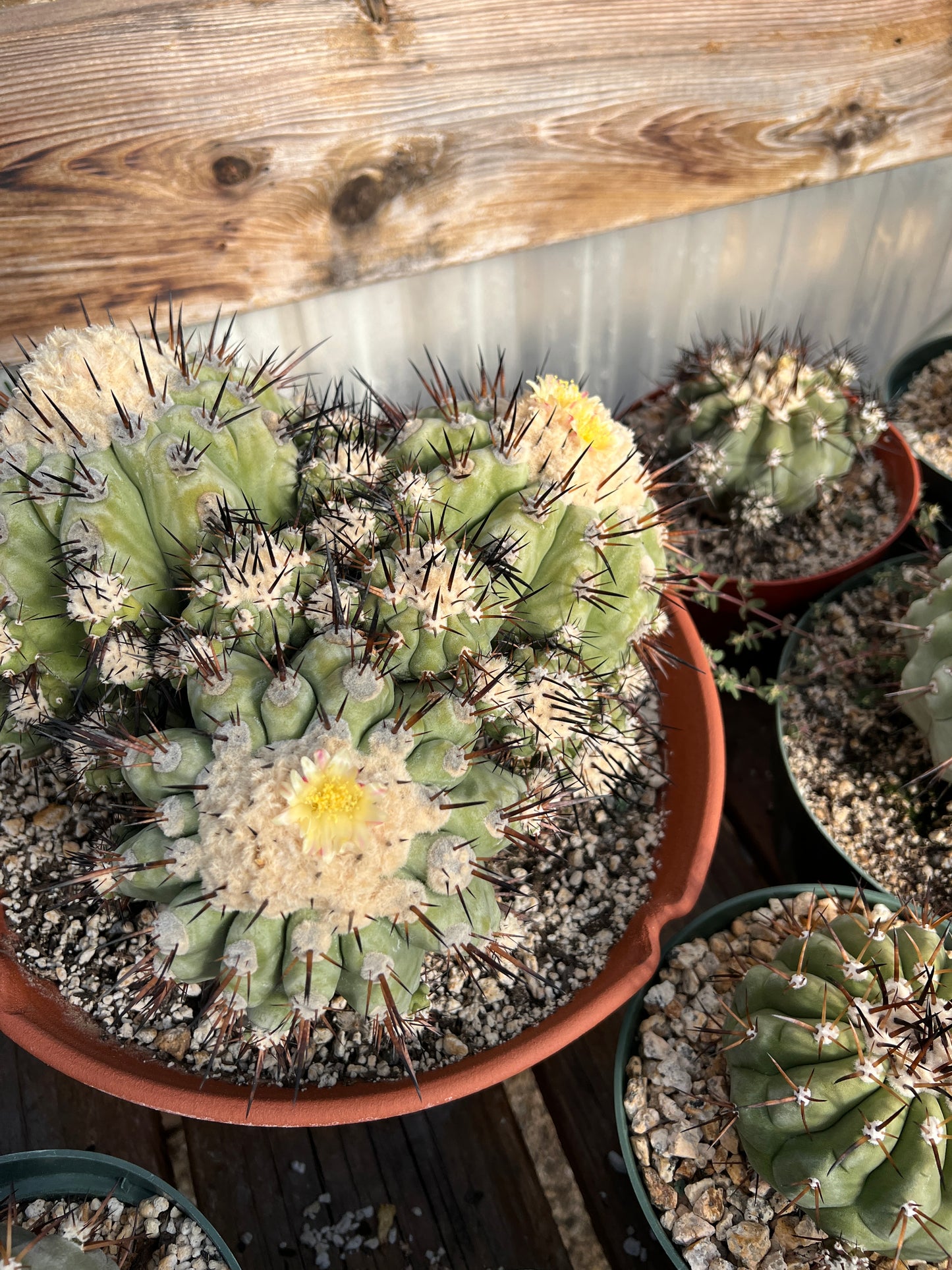 Copiapoa cinerea fresh seeds pack of 50 cheapest ever! 8/9