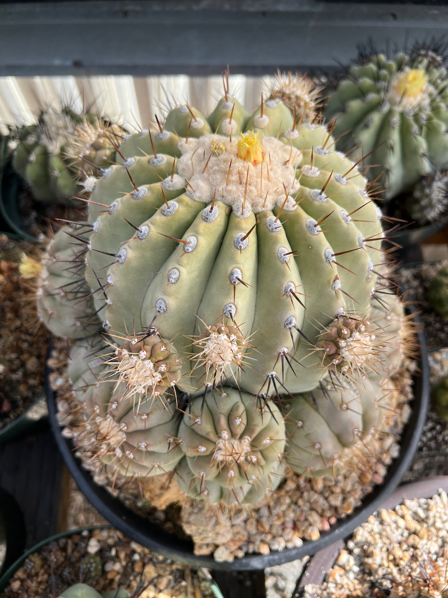 Copiapoa cinerea fresh seeds pack of 50 cheapest ever! 8/9