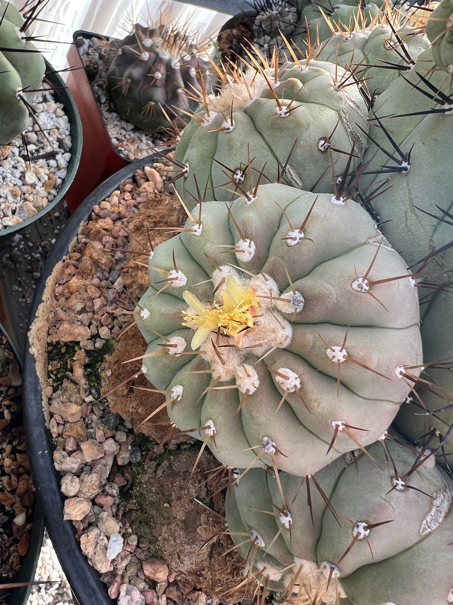 Copiapoa cinerea fresh seeds pack of 50 cheapest ever! 8/9