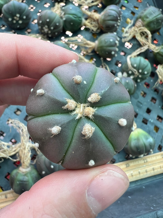 Astrophytum asterias black form, 10 for 100$ pack