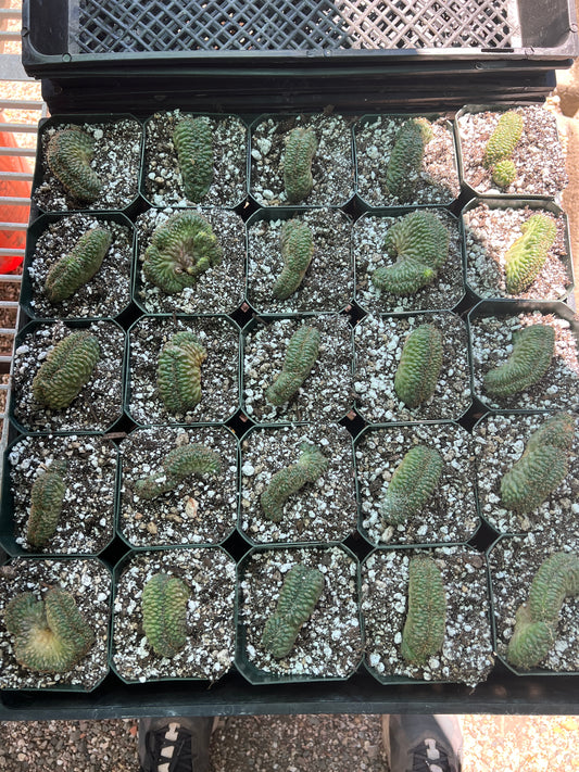 Gymnocalycium ochoterranae crests, 10 crests for 100$ very nice plants