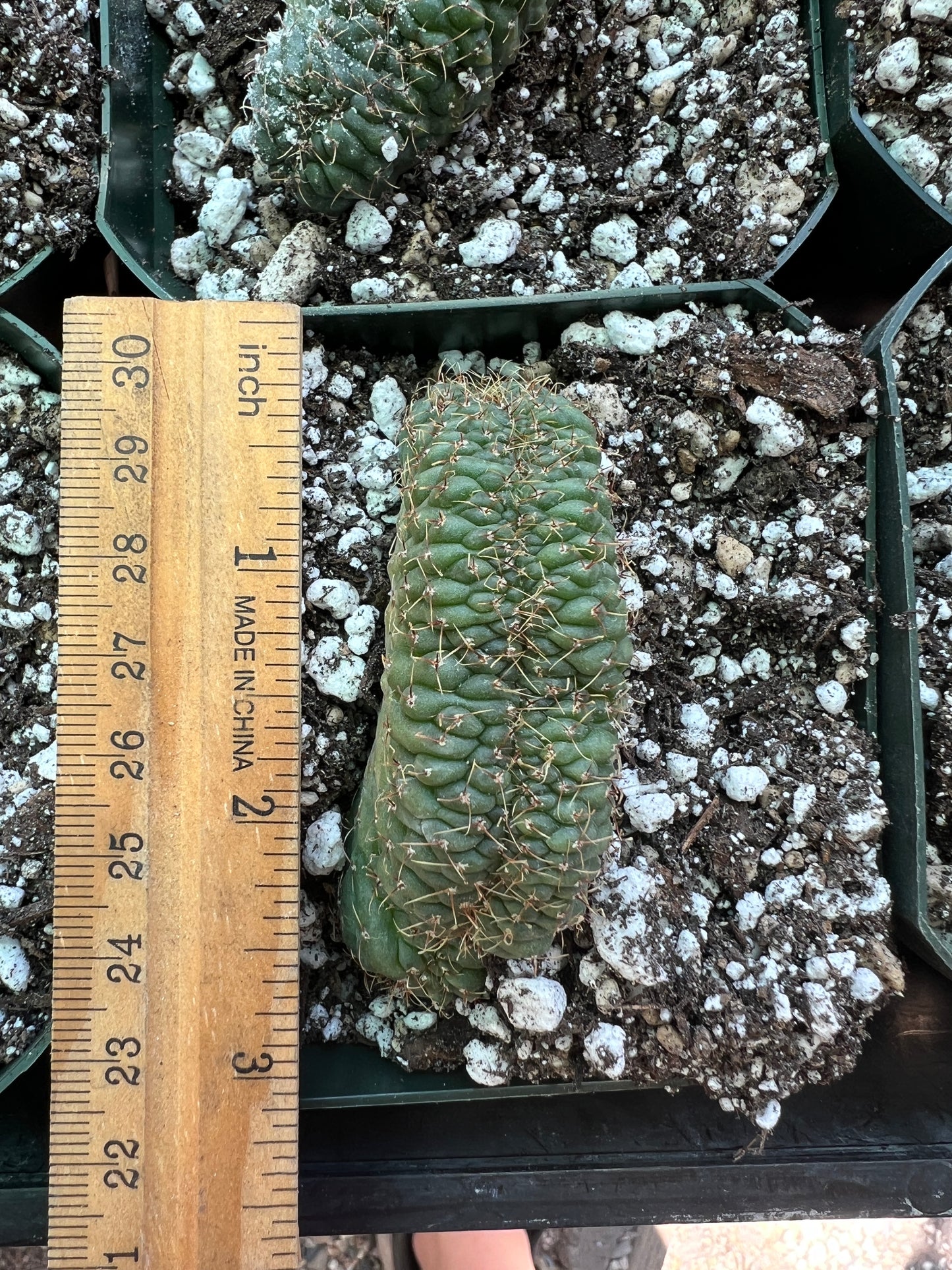 Gymnocalycium ochoterranae crests, 10 crests for 100$ very nice plants