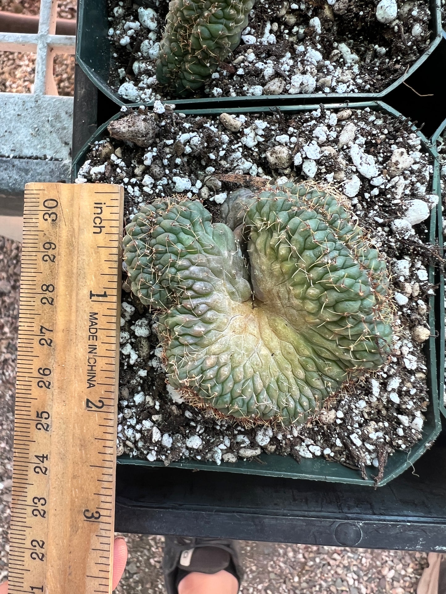 Gymnocalycium ochoterranae crests, 10 crests for 100$ very nice plants