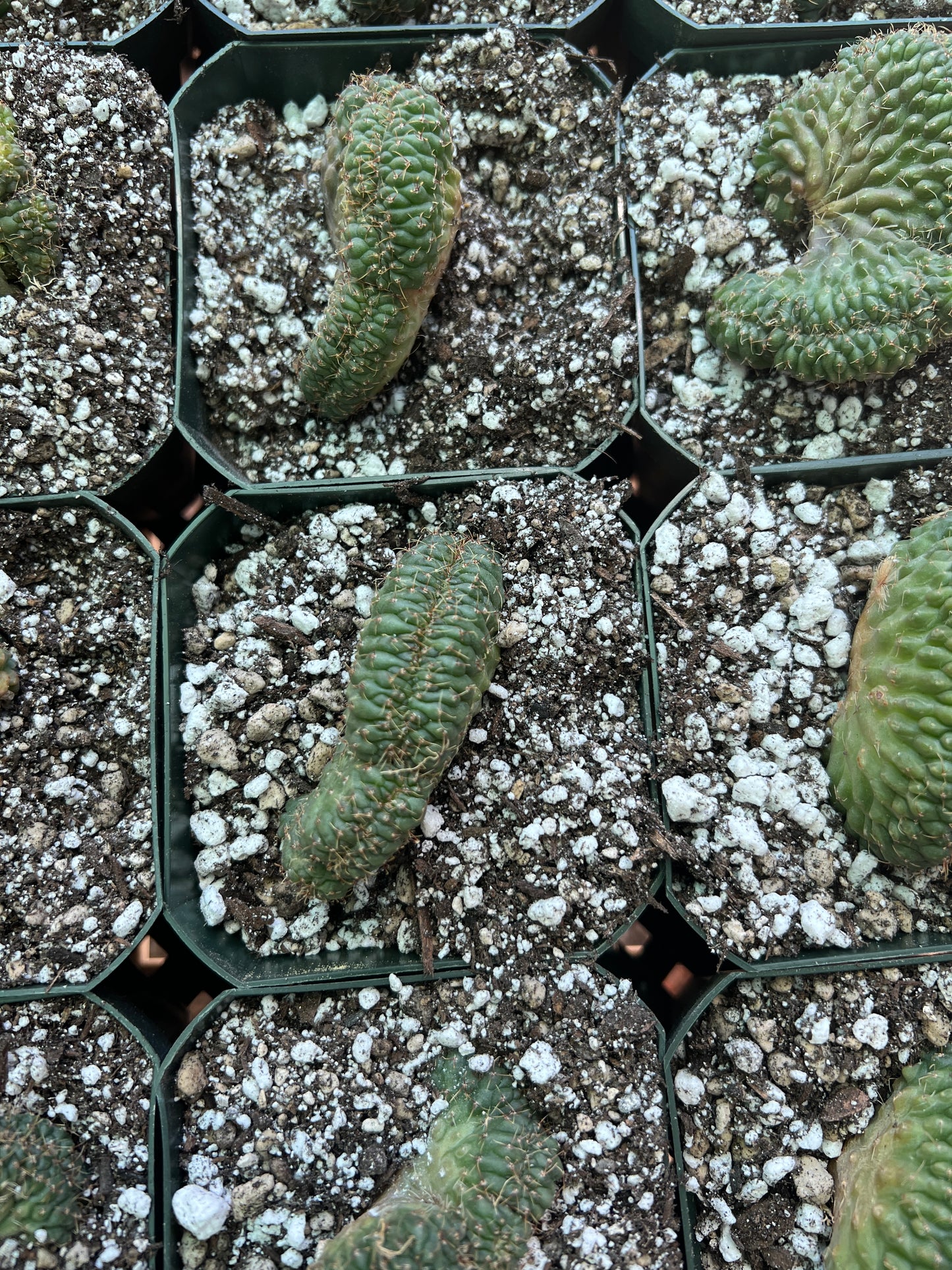 Gymnocalycium ochoterranae crests, 10 crests for 100$ very nice plants