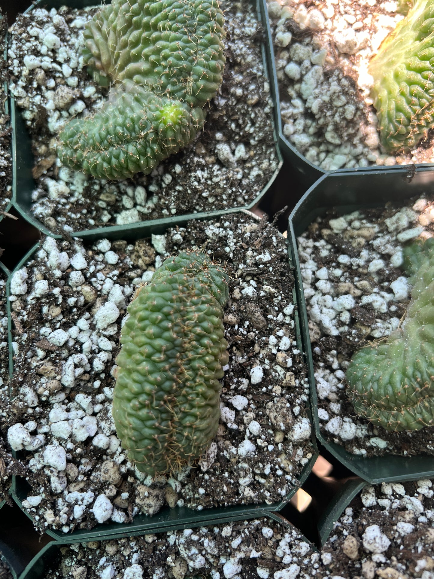 Gymnocalycium ochoterranae crests, 10 crests for 100$ very nice plants