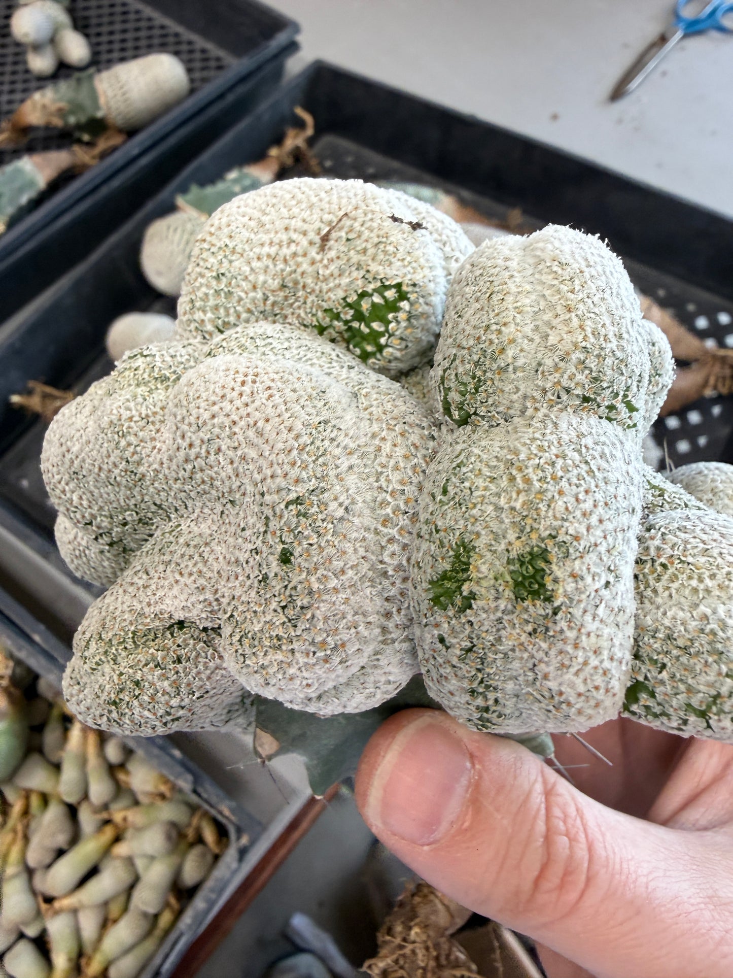 Mammillaria breviplumosa crest