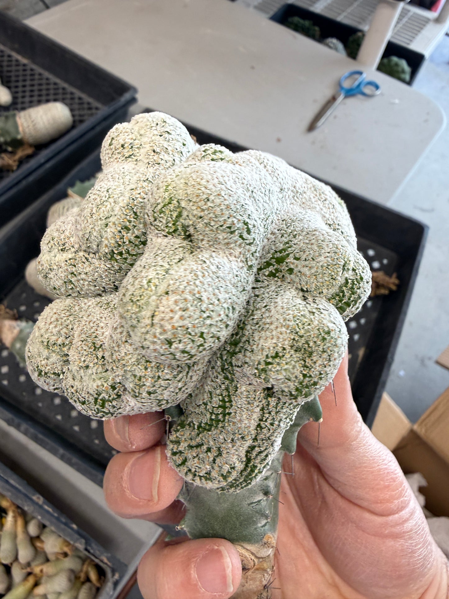Mammillaria breviplumosa crest