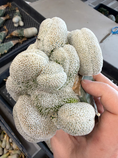 Mammillaria breviplumosa crest
