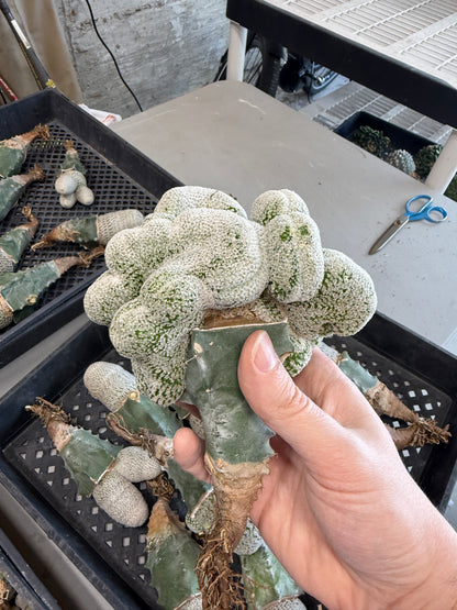 Mammillaria breviplumosa crest