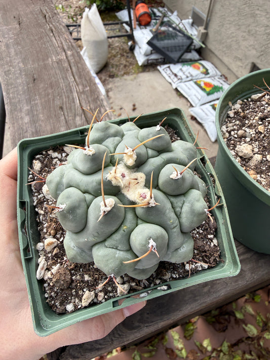 Thelocactus phymatothelos two plants