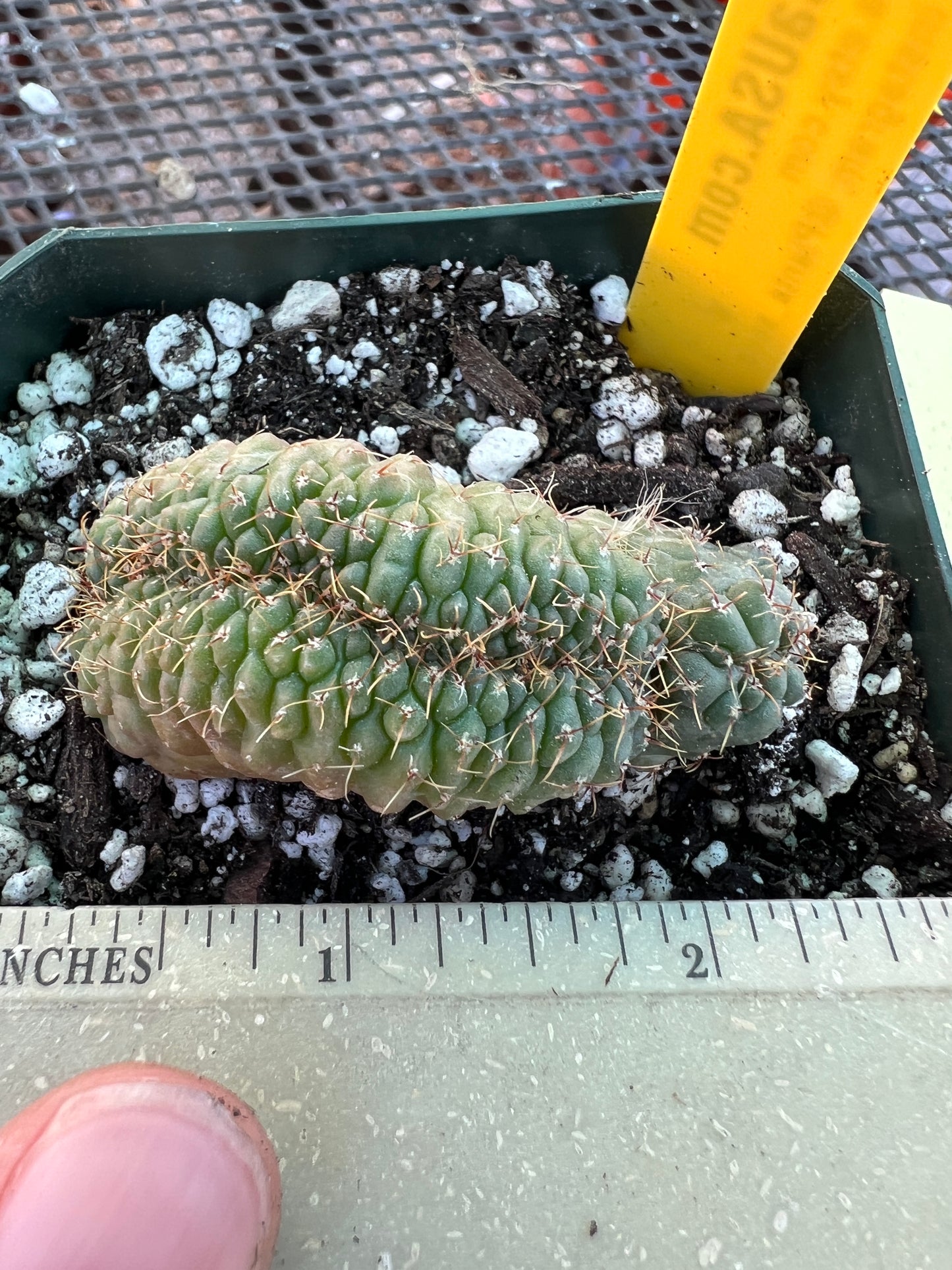 Gymnocalycium ochoterranae crest #5