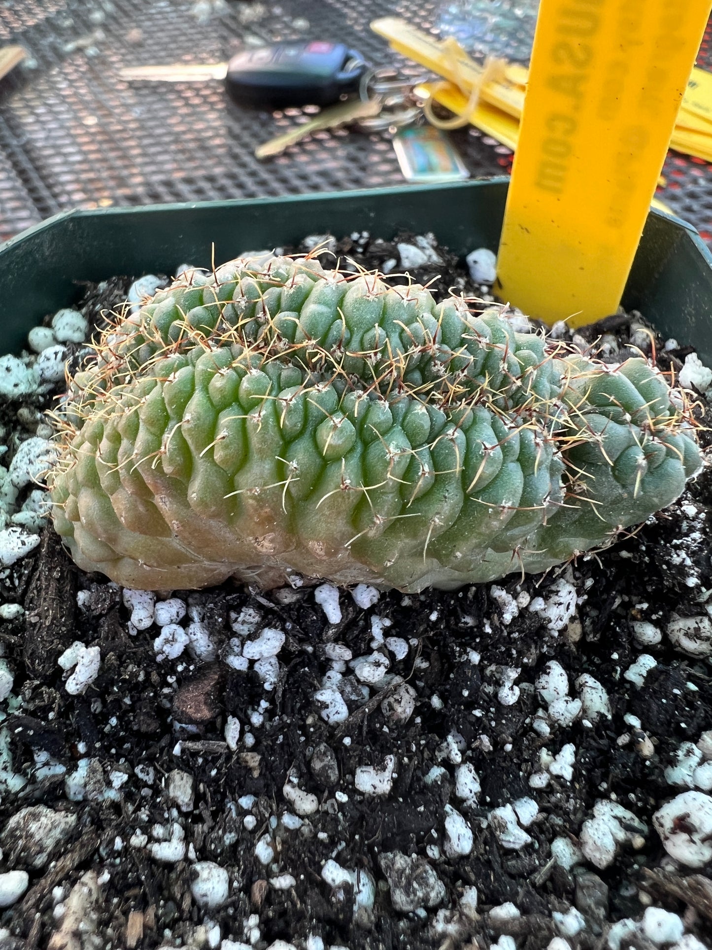 Gymnocalycium ochoterranae crest #5