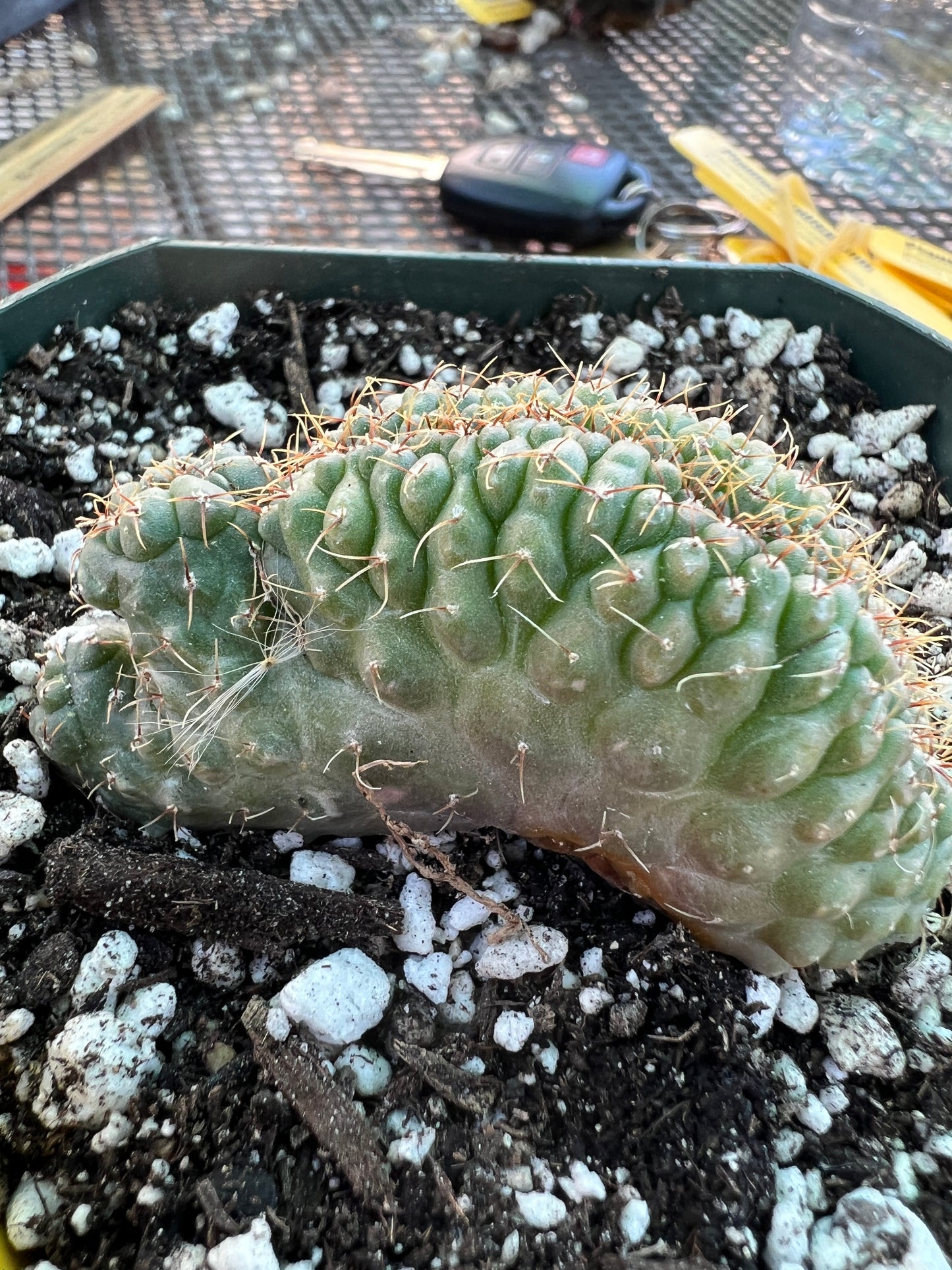 Gymnocalycium ochoterranae crest #5