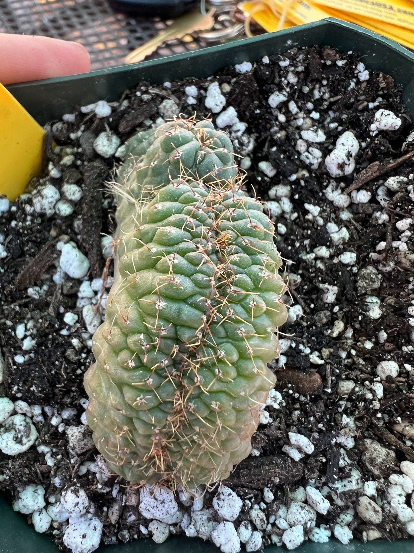 Gymnocalycium ochoterranae crest #5