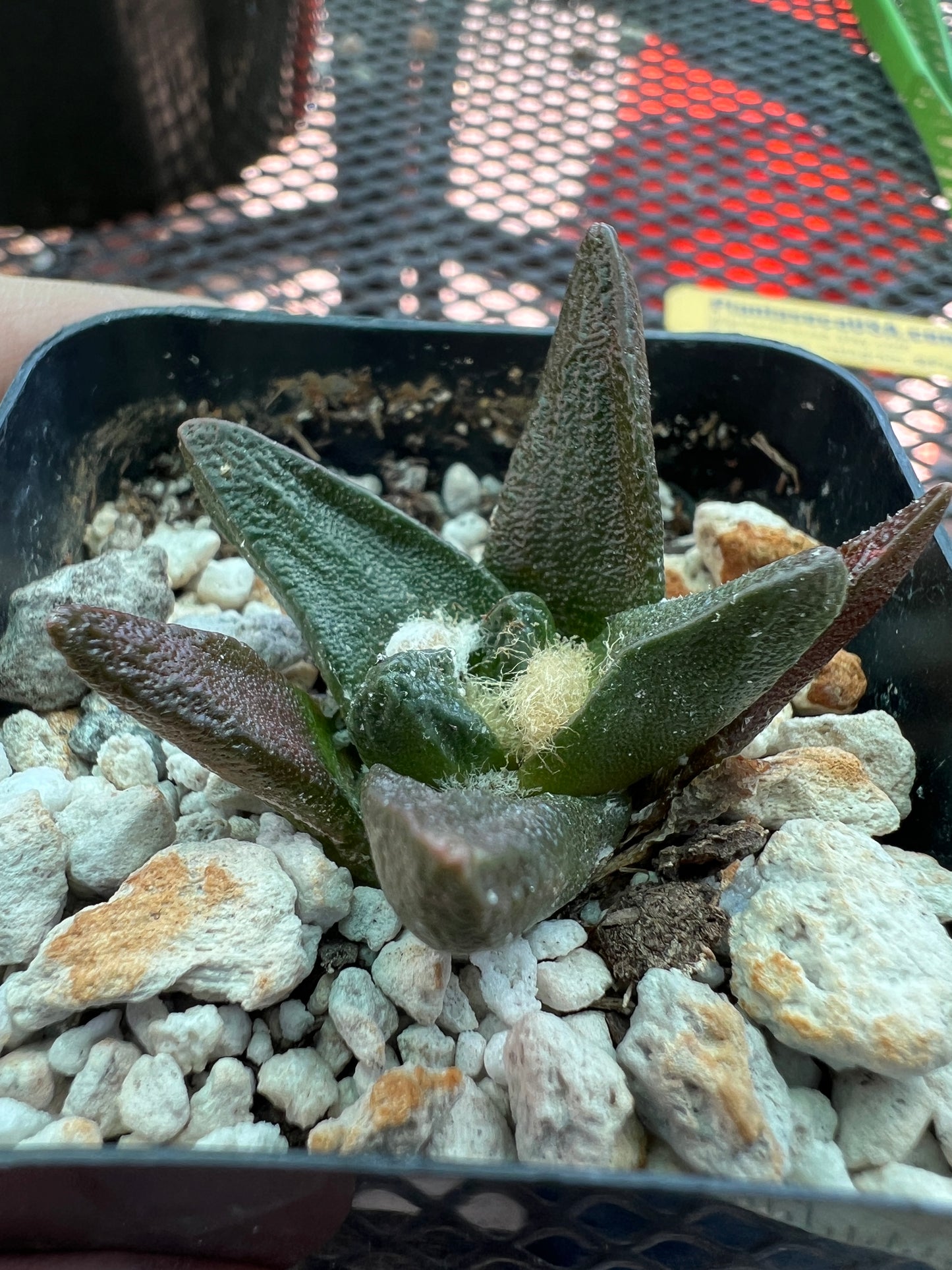 Ariocarpus scapharostris rare cactus