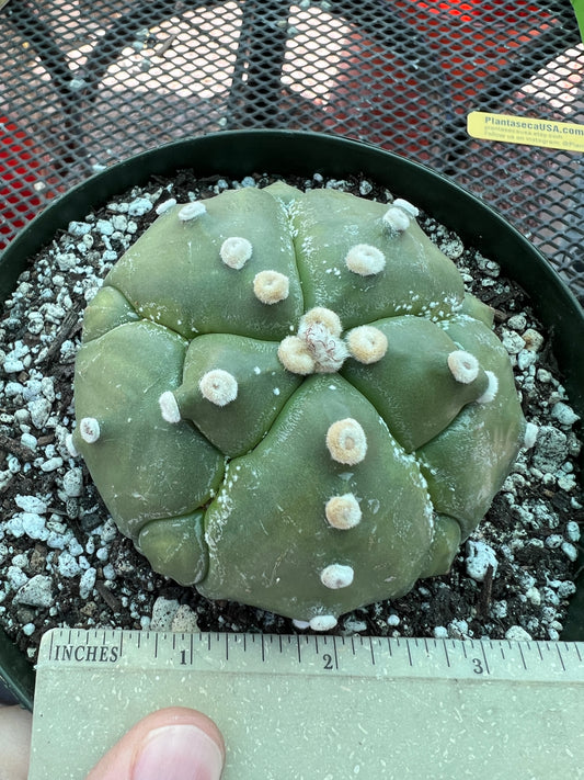 Astrophytum asterias in 6 inch pot, weird and very nice