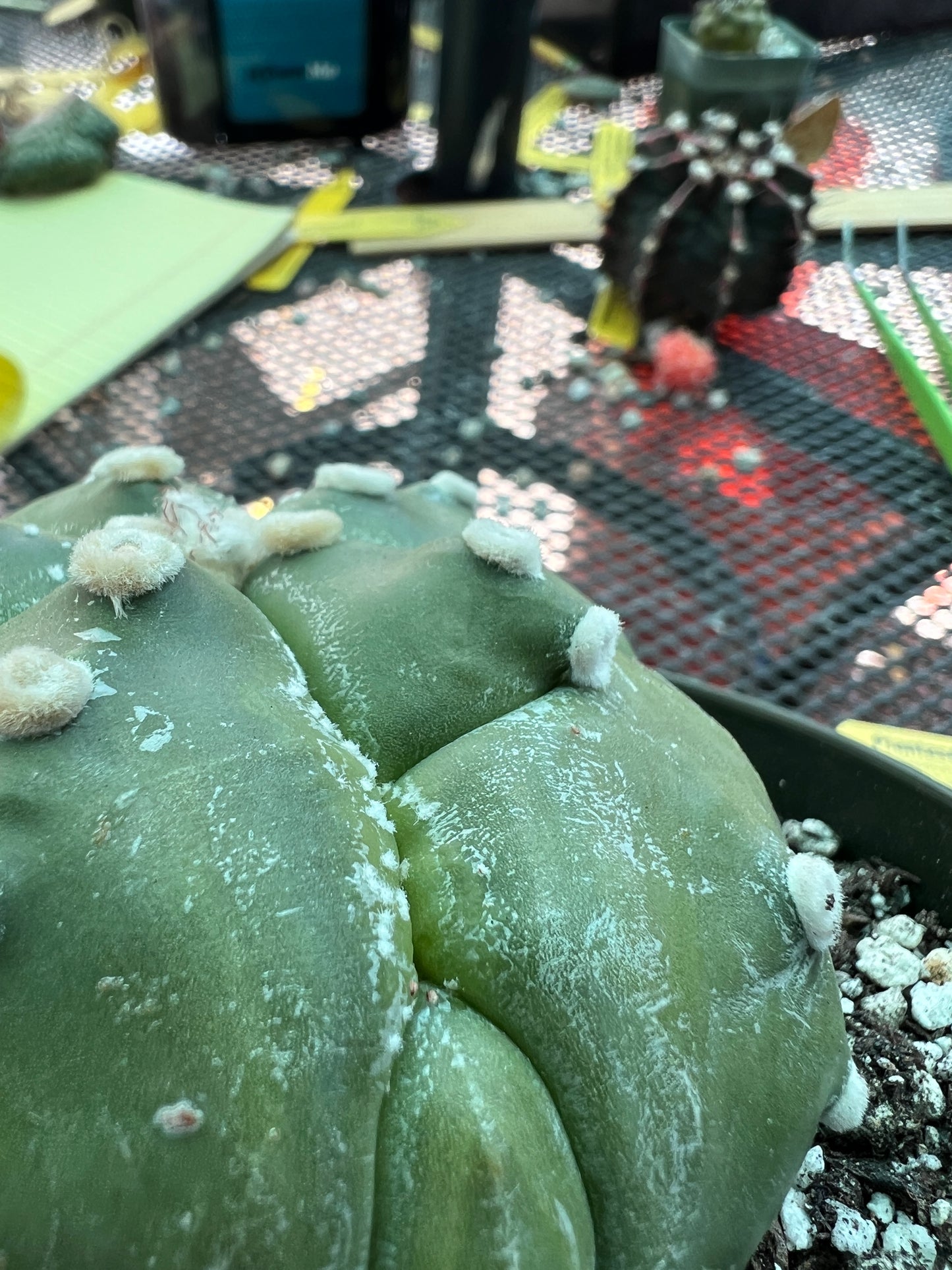 Astrophytum asterias in 6 inch pot, weird and very nice