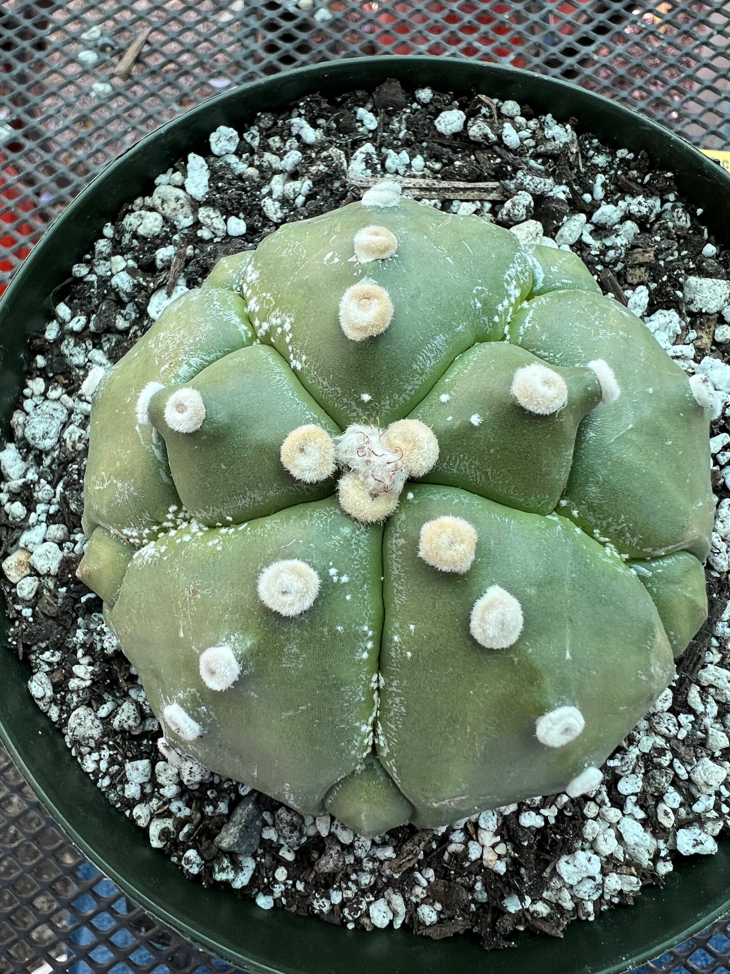 Astrophytum asterias in 6 inch pot, weird and very nice