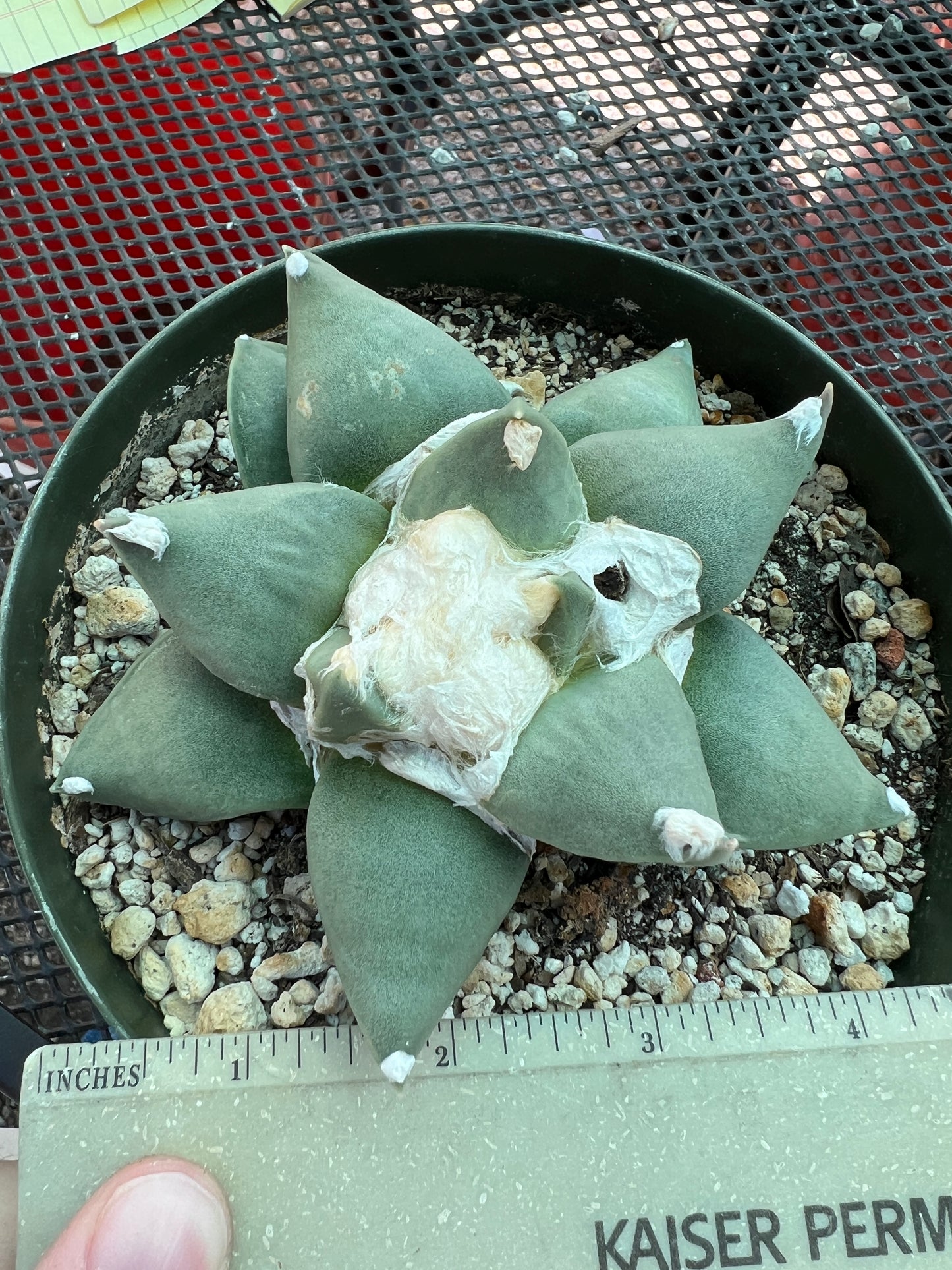 Ariocarpus retusus in 6 inch pot, very nice plant