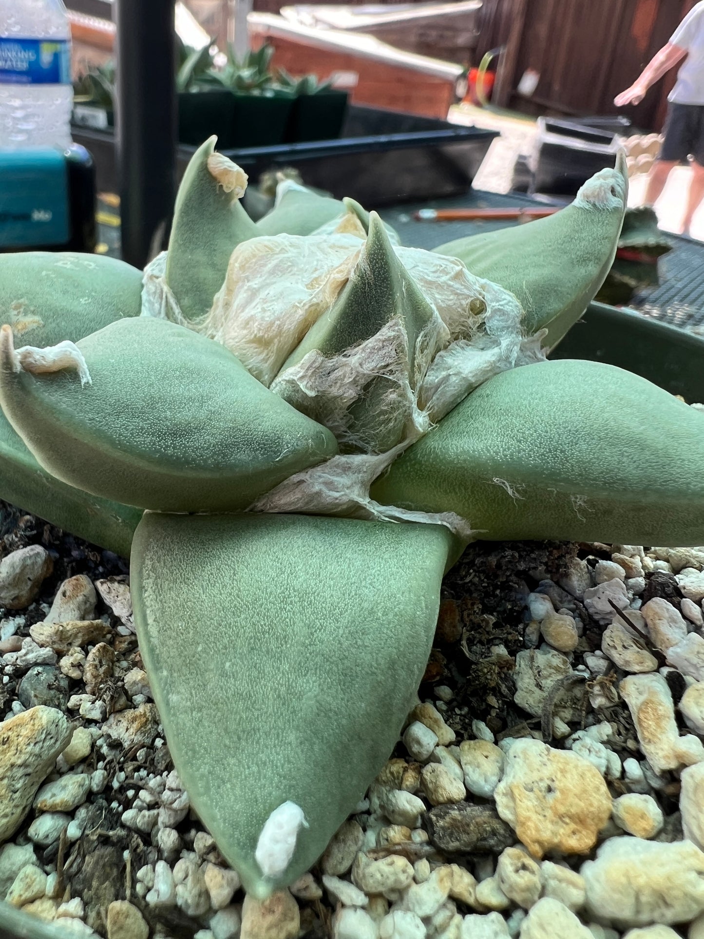 Ariocarpus retusus in 6 inch pot, very nice plant