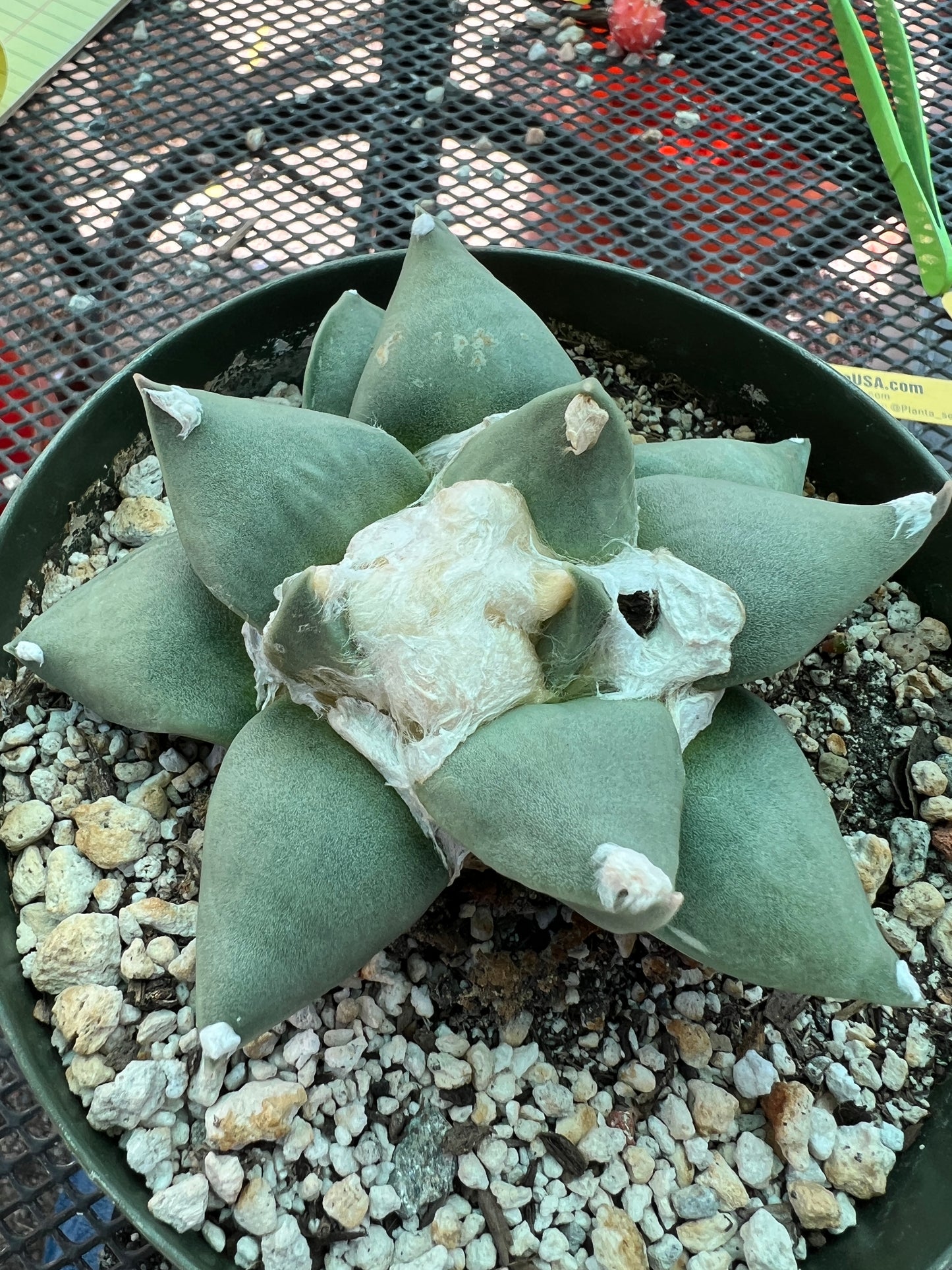 Ariocarpus retusus in 6 inch pot, very nice plant