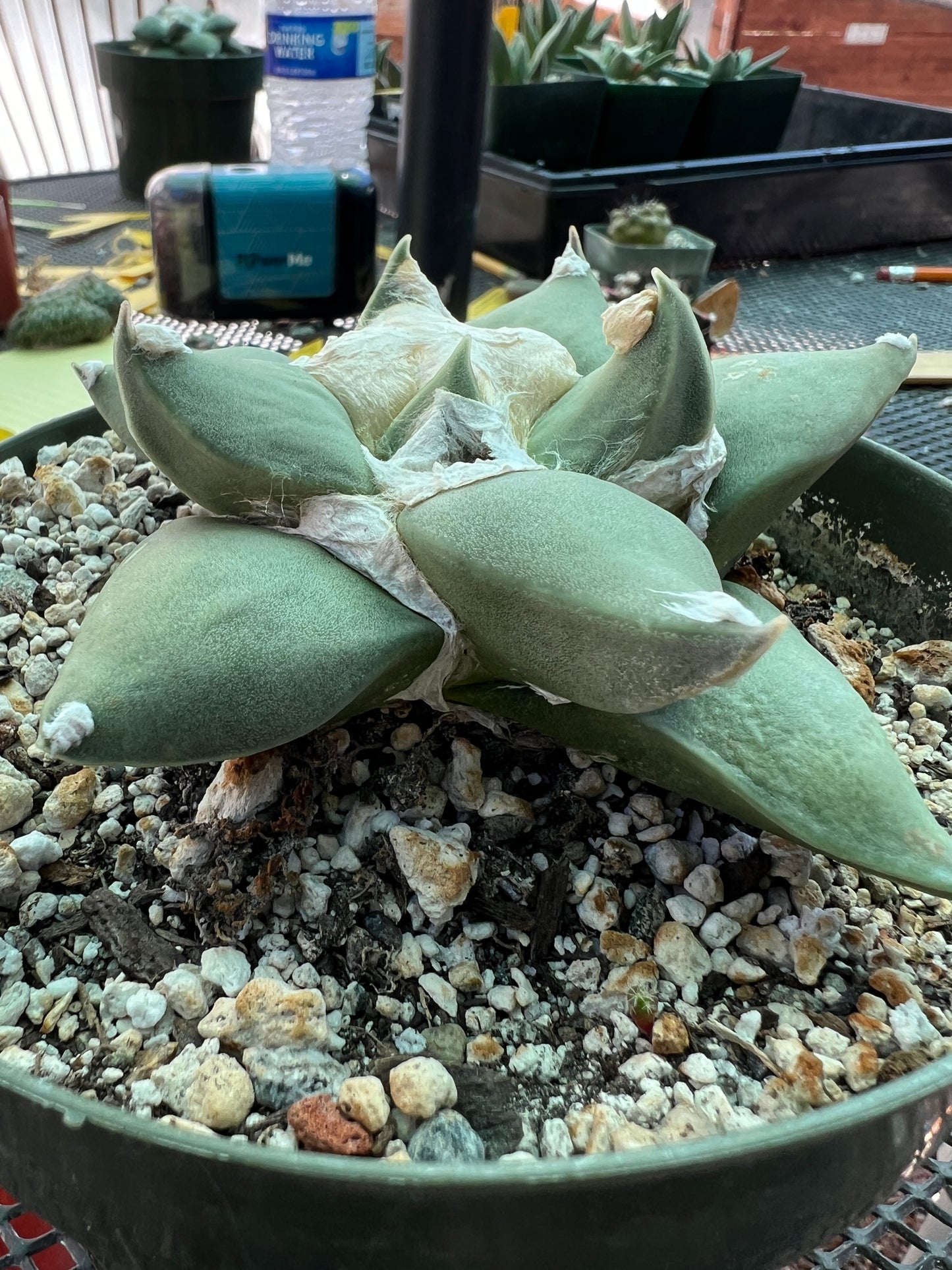 Ariocarpus retusus in 6 inch pot, very nice plant