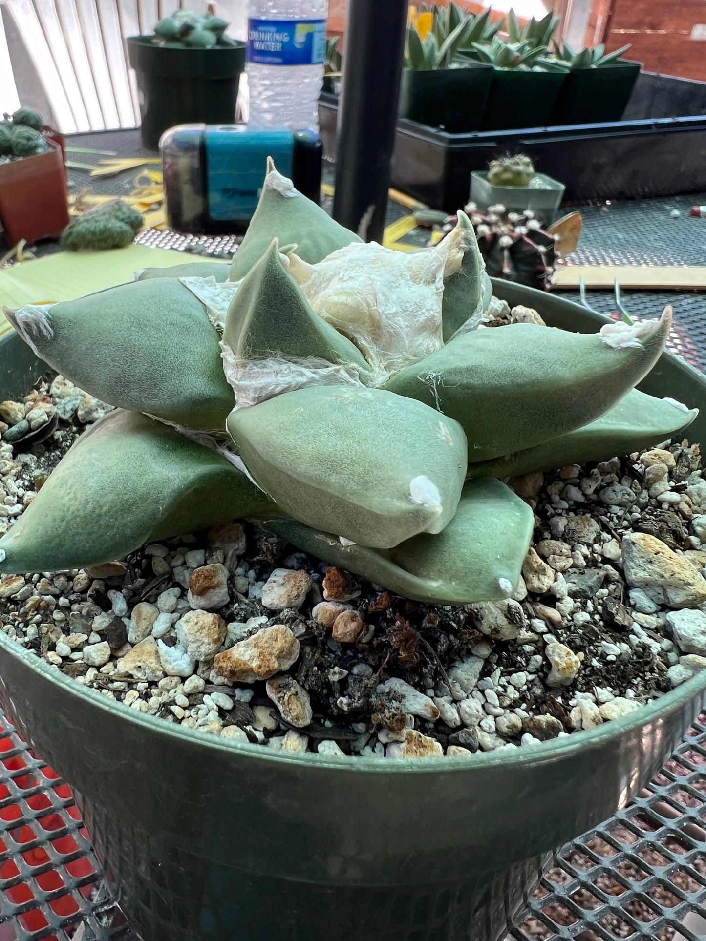 Ariocarpus retusus in 6 inch pot, very nice plant