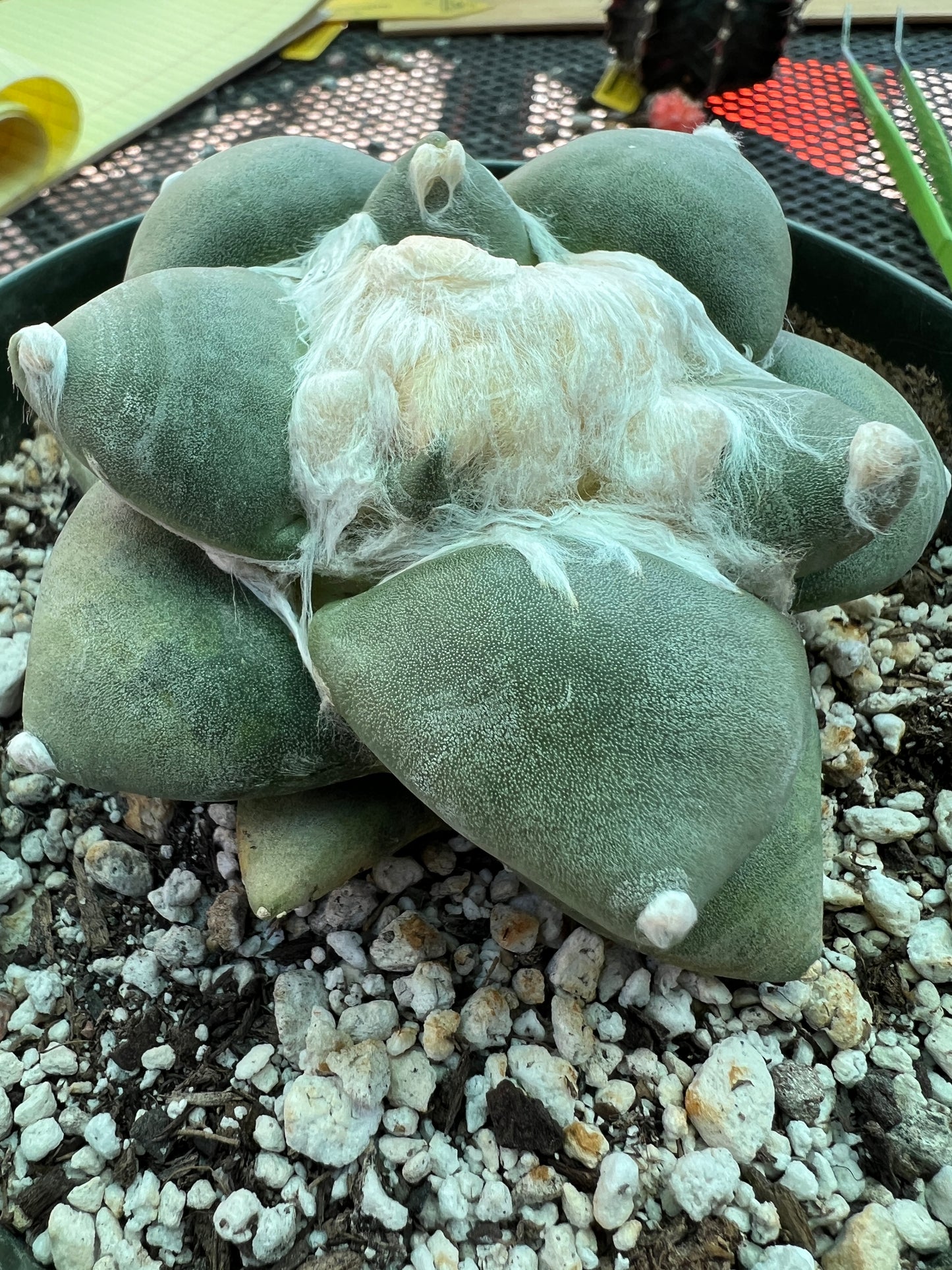 Ariocarpus retusus v. Furfuraceous cactus in 6 inch pot, large and short tubercle very nice